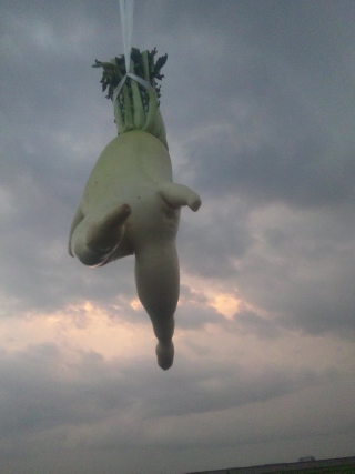 Illustration for article titled How a Japanese Radish Became an Internet Hero